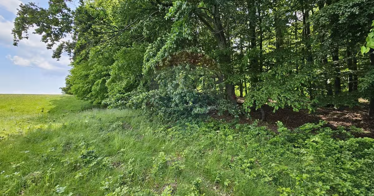 Teren agricol extravilan de 7000 mp, în Ilișești