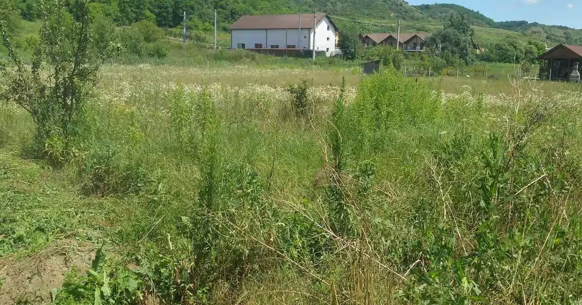 Vand teren intravilan Livezeni,900mp,drum privatla 100 m de strada principala.