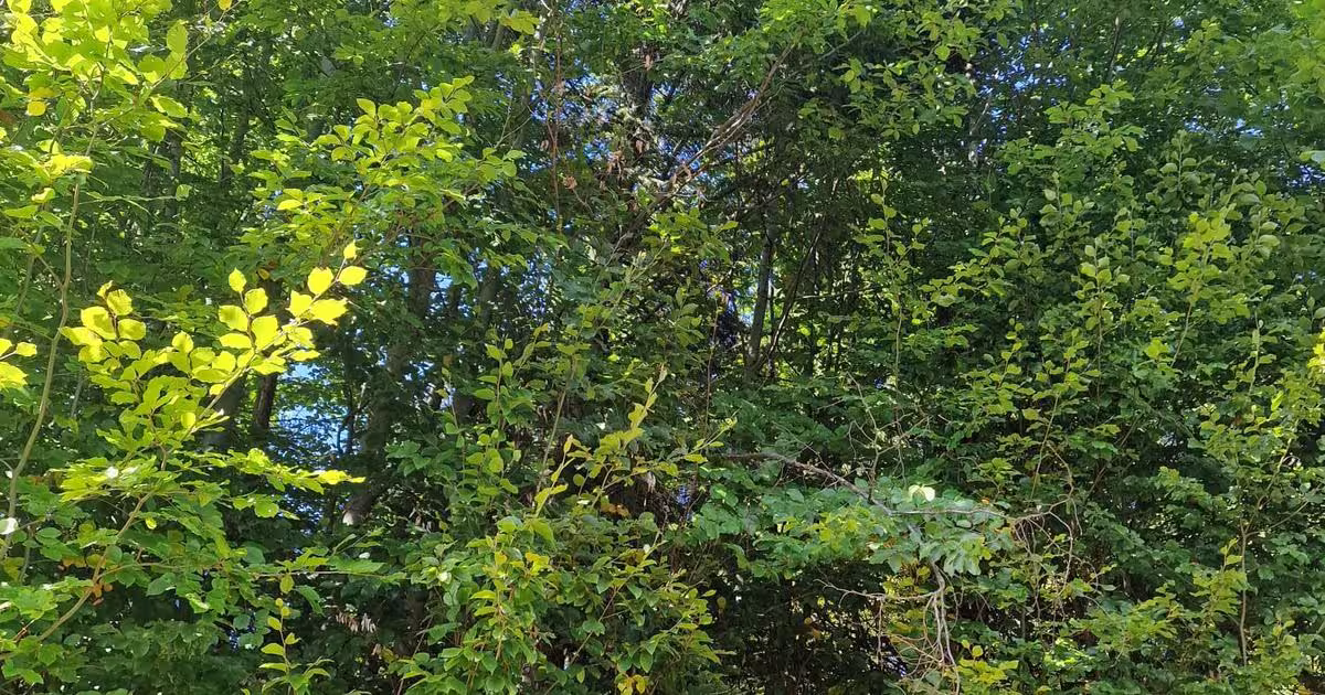 Teren agricol extravilan de 44165 mp, în Vama