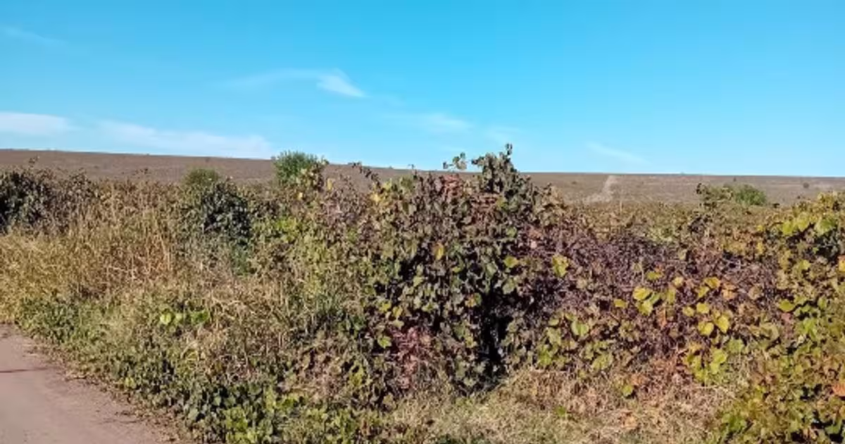 Teren agricol extravilan de 4000 mp, în zona Central, Zimnicea