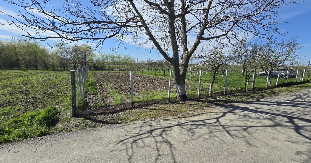 Teren Construcții intravilan de 1300 mp, în Curtișoara