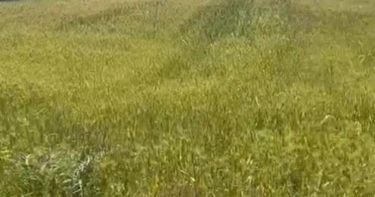 Teren Construcții intravilan de 1800 mp, în Hanu Conachi