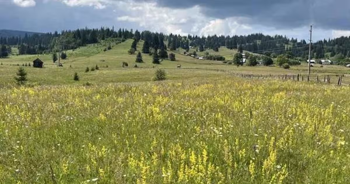 Teren Construcții intravilan de 21000 mp, în Neagra Șarului