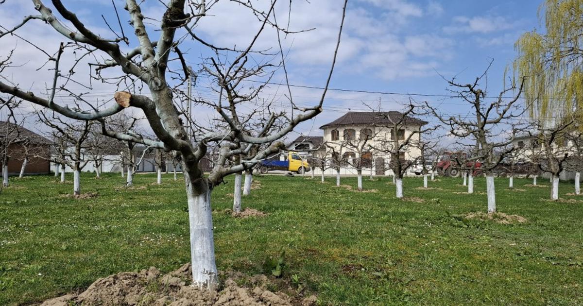 Teren Intravilan 2000 mp - Livadă de meri, Răucești 41 000 € Prețul e negociabil