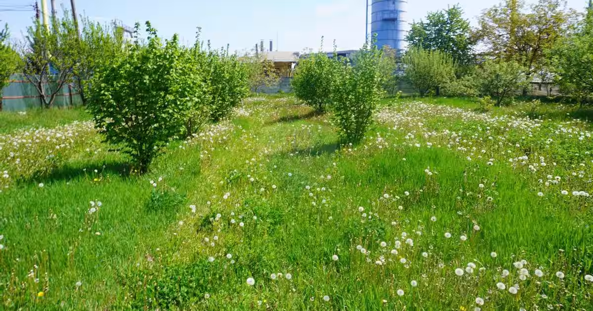 Teren Construcții intravilan de 4076 mp, în Sarasău