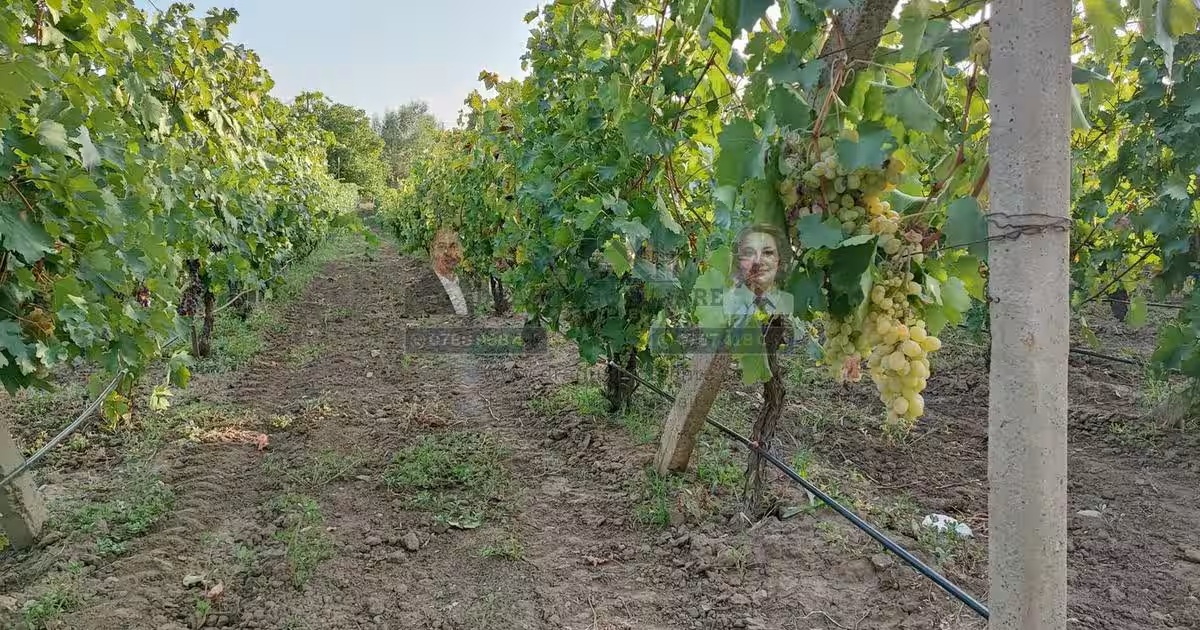 Teren intravilan Tecuci/Podgorie si Pomi Fructiferi/5000 mp