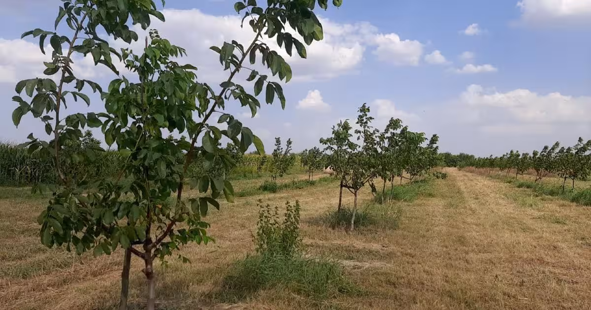 Teren intravilan de 749000 mp, în Bucești