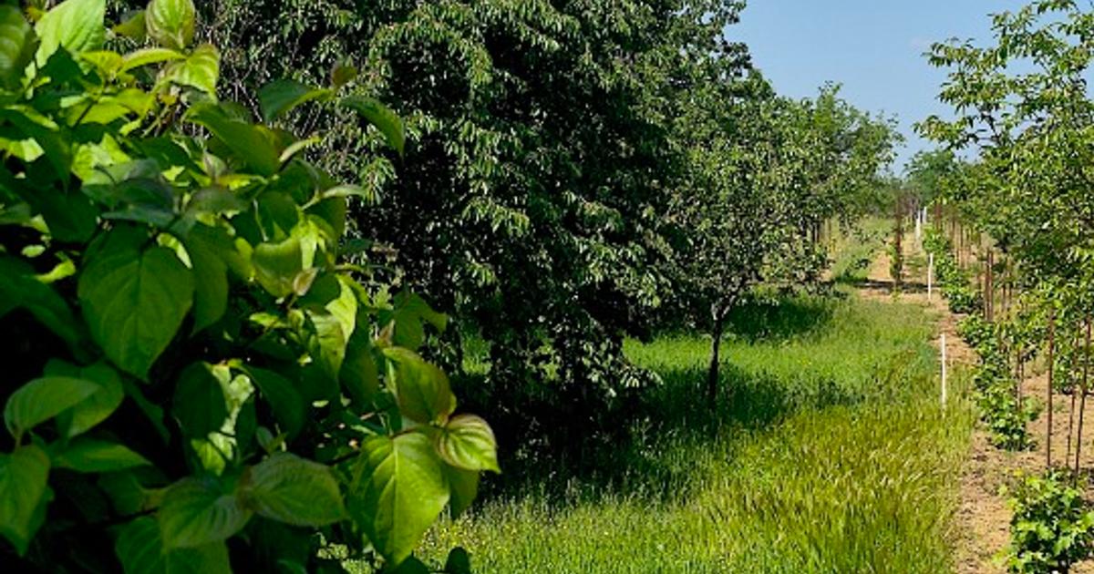 Teren intravilan de 1795 mp, în Carei