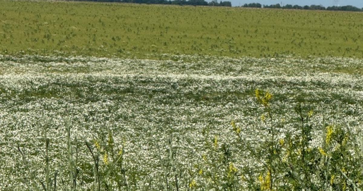 Vând teren agricol comuna Lita județ Teleorman