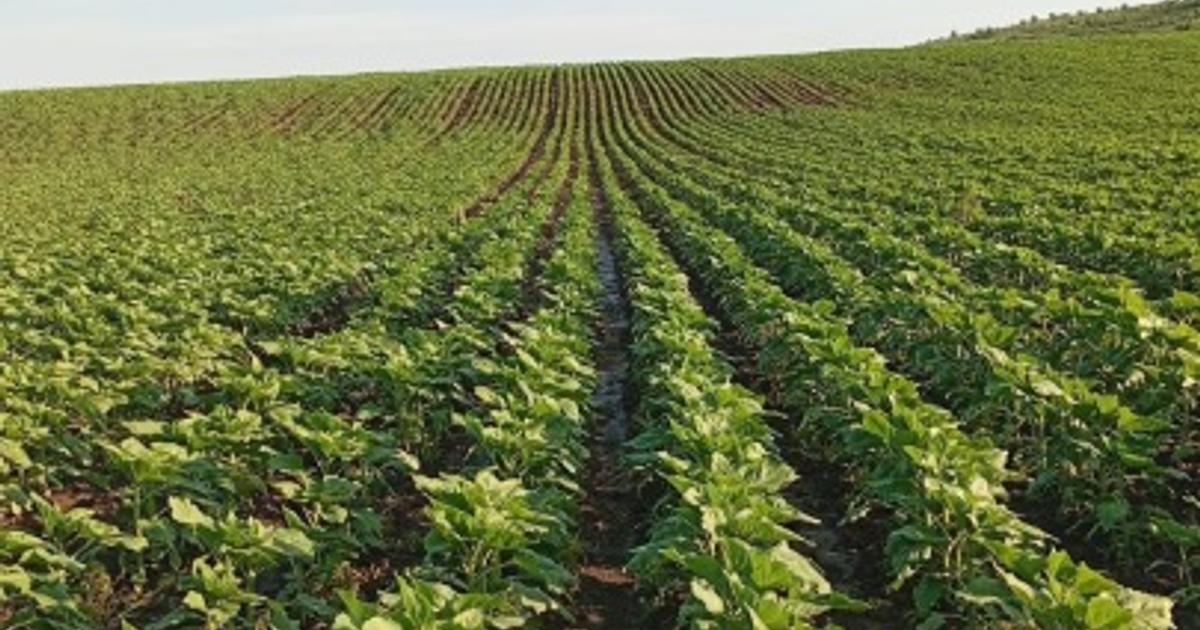 Teren Agricol de Înaltă Productivitate (Extravilan)