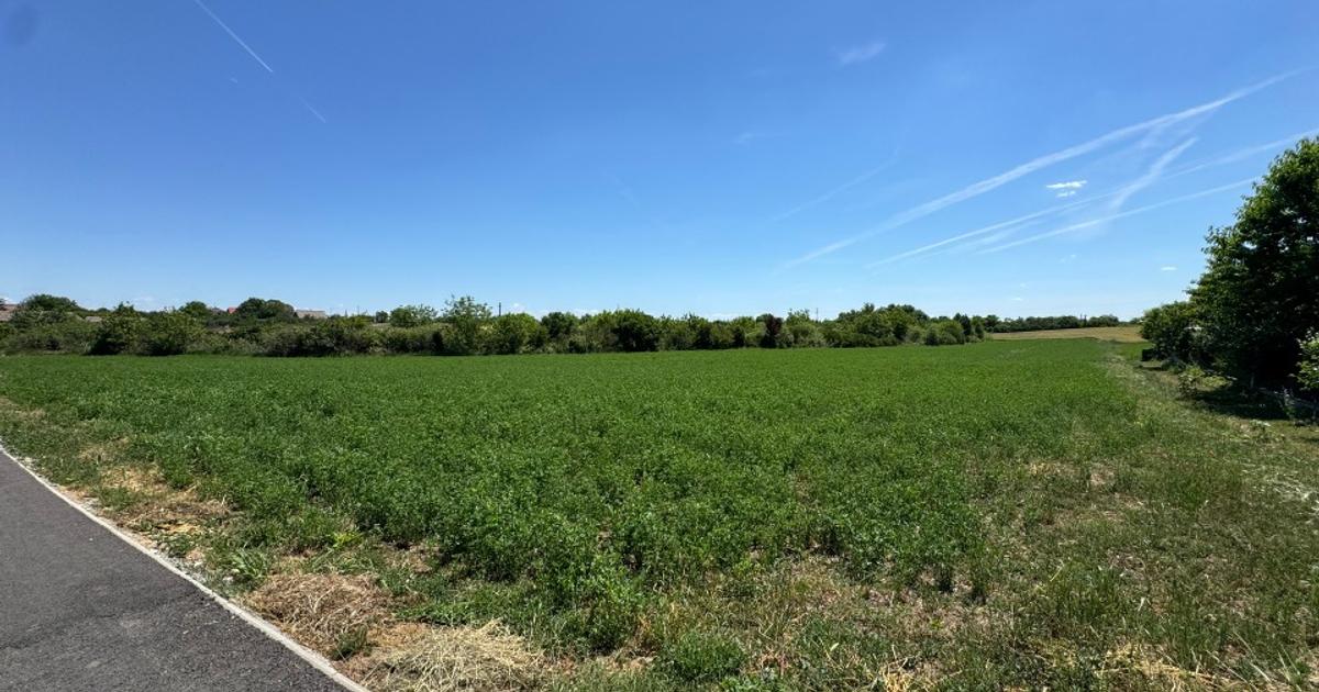 Teren intravilan Zadareni-Bodrogul Nou 8000mp 141m front - Soseaua principala