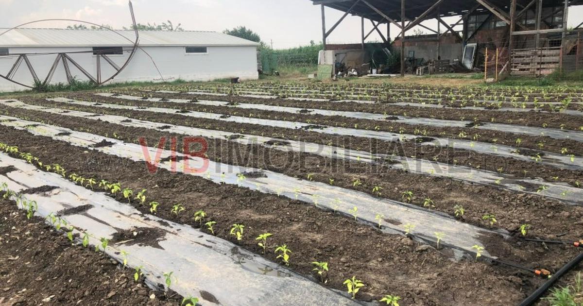 Fermă de vânzare | 3 ha | Între București și Constanța | Exploatație agricolă și