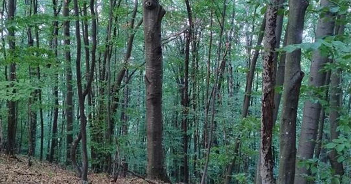 Padure de Fag 2 hectare